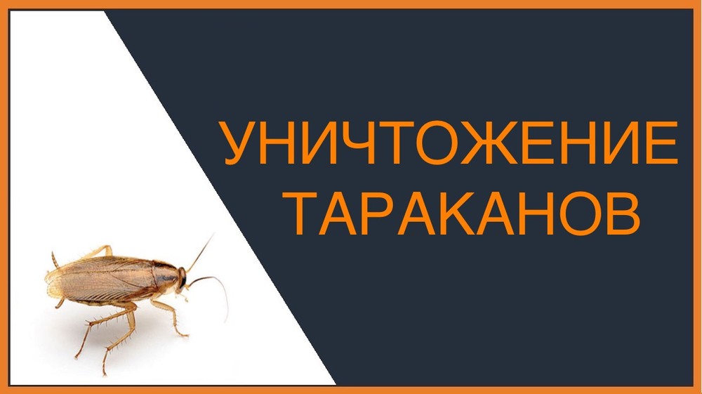 Уничтожение тараканов в Пензе